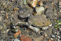 Rhinella limensis
