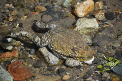 Rhinella limensis