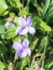 Viola riviniana