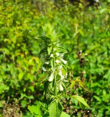 Stachys ocymastrum
