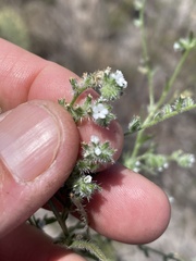 Cryptantha wigginsii