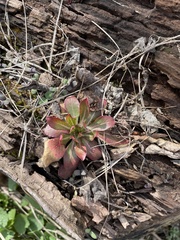 Micranthes virginiensis