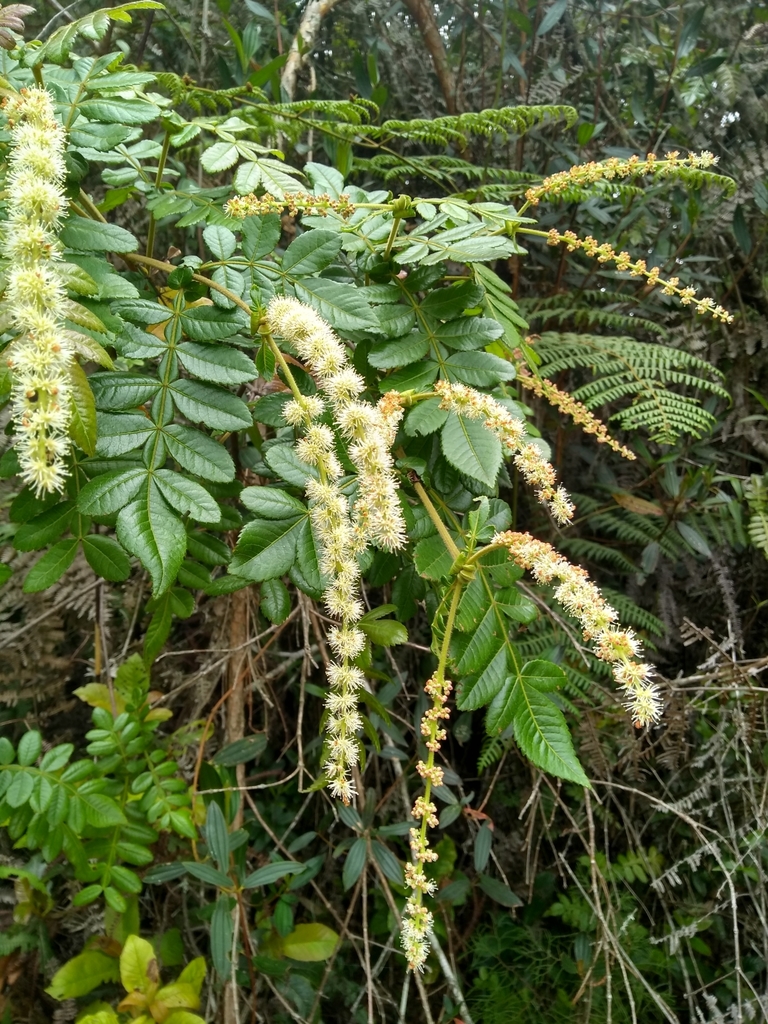 Weinmannia pubescens