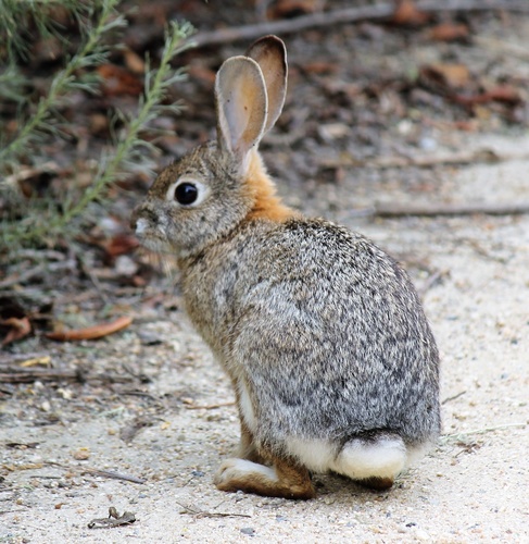 iNaturalist observation photo of Desert Cottontail