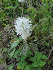 Fothergilla gardenii