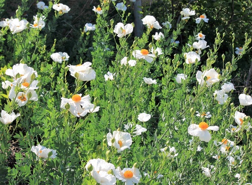 iNaturalist observation photo of Coulter's matilija poppy