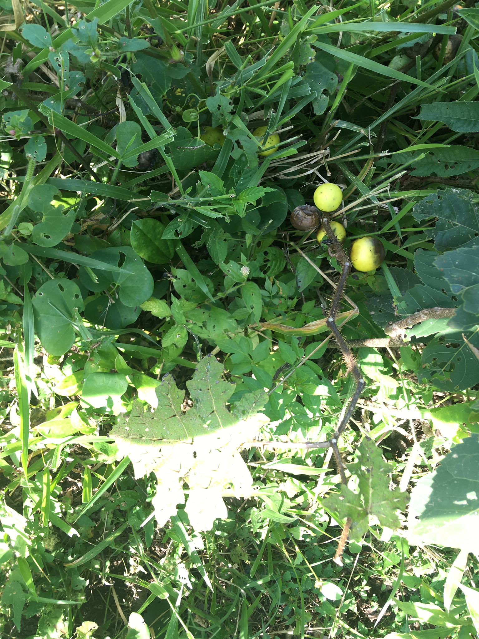 Solanum palinacanthum