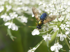 Chloromyia formosa