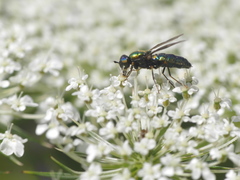 Chloromyia formosa