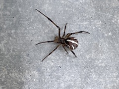 Latrodectus hesperus