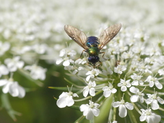 Chloromyia formosa