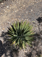 Agave utahensis