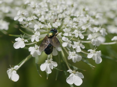 Chloromyia formosa