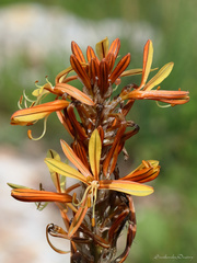 Asphodeline lutea