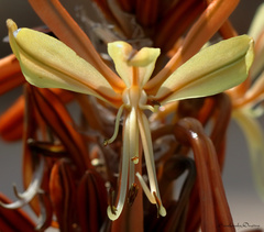 Asphodeline lutea