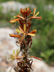 Asphodeline lutea
