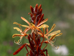 Asphodeline lutea