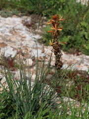 Asphodeline lutea