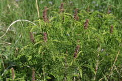 Amorpha nana
