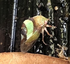 Smilia fasciata