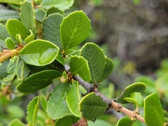 Ceanothus ferrisiae