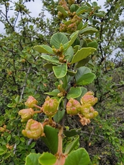 Ceanothus ferrisiae