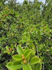 Ceanothus ferrisiae