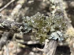 Parmotrema hypoleucinum