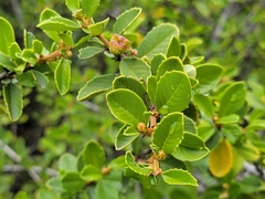 Ceanothus ferrisiae