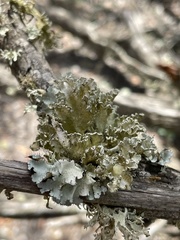 Parmotrema hypoleucinum