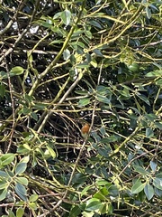 Erithacus rubecula