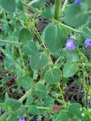 Sairocarpus pusillus