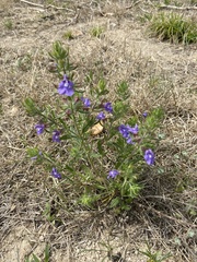Salvia texana