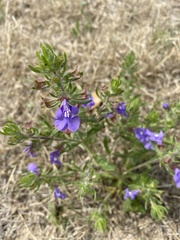 Salvia texana