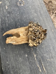 Morchella angusticeps