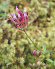 Trifolium oliganthum