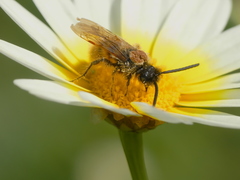 Dasyscolia ciliata