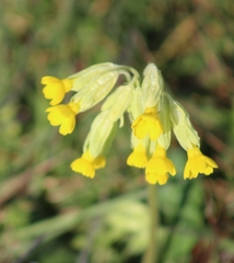 Primula veris