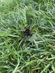 Bombus