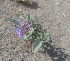Penstemon acuminatus acuminatus