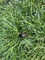 Bombus