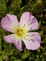 Oenothera speciosa