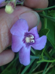Penstemon secundiflorus