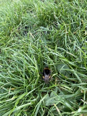 Bombus
