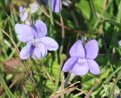 Viola riviniana