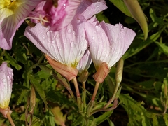 Oenothera speciosa