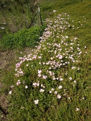 Oenothera speciosa