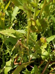 Oenothera speciosa