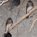 Brown-throated Martin - Photo (c) Ian White, some rights reserved (CC BY-NC-SA)