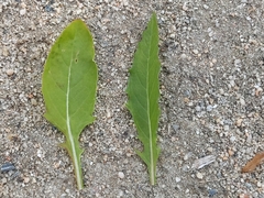 Oenothera speciosa